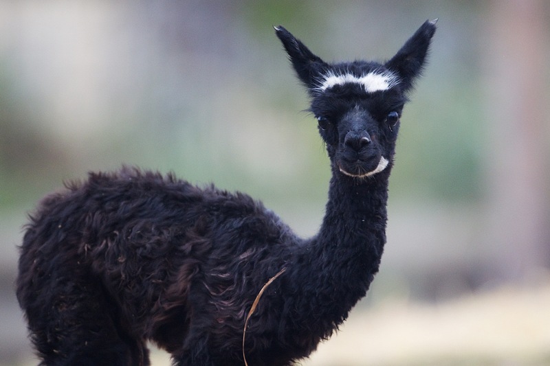 Lama alpaka - mládě, foto (c) Tomáš Adamec